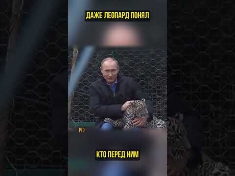 Путин превратил хищника в котика (перевод Бенни Джонсон)